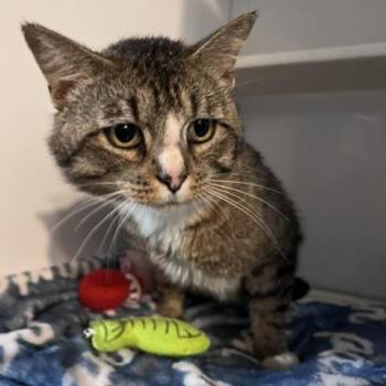 Wilson -  Domestic Short Hair Cat for Adoption in St. Louis, Missouri - Wilson | PetCurious