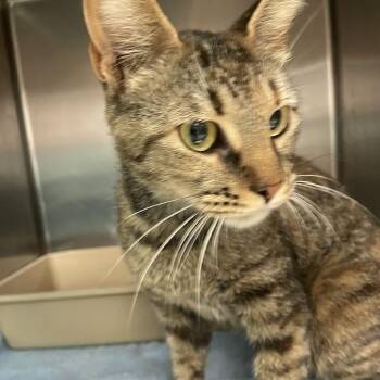 0970-C26 -  Domestic Short Hair Cat for Adoption in Port Charlotte, Florida - 0970-C26 | PetCurious