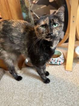 Rescue Domestic Short Hair Cats for Adoption in West Mifflin, Pennsylvania - Shelby | PetCurious