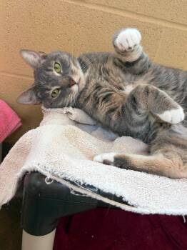 Monster -  Domestic Short Hair Cat for Adoption in Winchester, Virginia - Monster | PetCurious