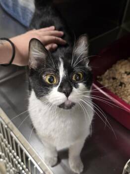 Domestic Short Hair Cats Available for Adoption in Vancouver, Washington - Maris | PetCurious