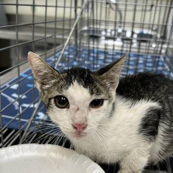 Flashin -  Domestic Short Hair Cat for Adoption in Galveston, Texas - Flashin | PetCurious
