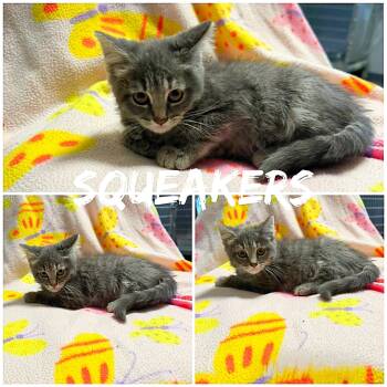 Squeakers -  Domestic Long Hair Cat for Adoption in Saint James, Missouri - Squeakers | PetCurious