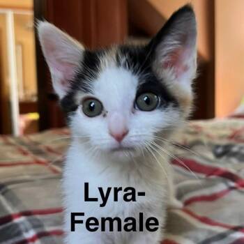 Lyra -  Calico Cat Available for Adoption in Midland, Michigan - Lyra | PetCurious