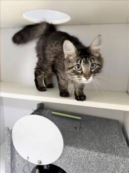 Domestic Short Hair Cats Available for Adoption in Tulsa, Oklahoma - FANTASIA | PetCurious