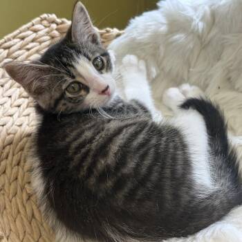 Tony Hawk -  Domestic Short Hair Cat for Adoption in Bloomington, Illinois - Tony Hawk | PetCurious