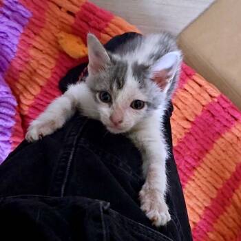 Rescue Domestic Short Hair Cats for Adoption in Austin, Texas - Earl Grey 24 | PetCurious