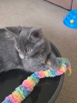 Smokey ( Alice ) -  Siamese and Russian Blue Cat for Adoption in Napa, California - Smokey ( Alice ) | PetCurious