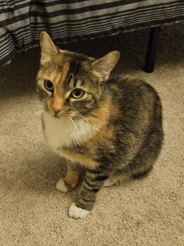Cornbread -  Domestic Short Hair Cat for Adoption in Gilbert, Arizona - Cornbread | PetCurious