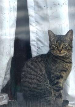 Domestic Short Hair Cats Available for Adoption in Athens, Ohio - Fern | PetCurious