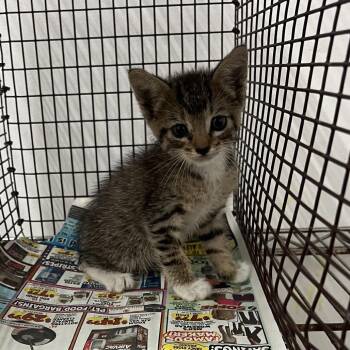 Santa Fe -  Domestic Short Hair Cat for Adoption in Edinburg, Texas - Santa Fe | PetCurious