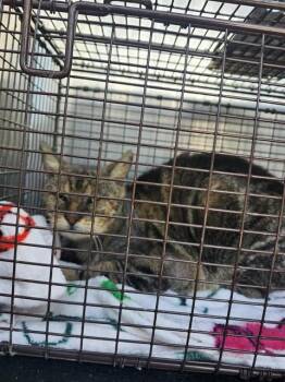 Domestic Short Hair Cats Available for Adoption - POPCORN | PetCurious