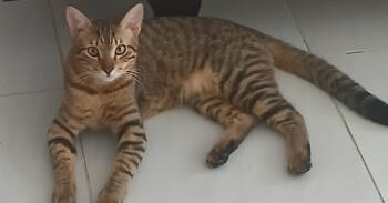 Rescue Egyptian Mau and Bengal Cats for Adoption in Wolcott, Connecticut - Fosdok | PetCurious
