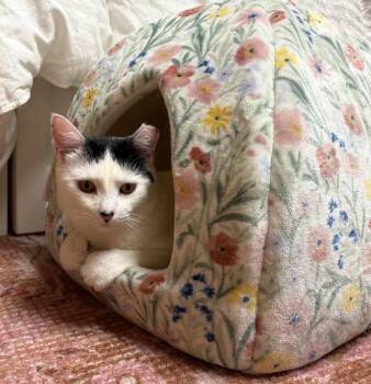 Buttermilk Betsy -  Domestic Short Hair Cat for Adoption in Alexandria, Virginia - Buttermilk Betsy | PetCurious