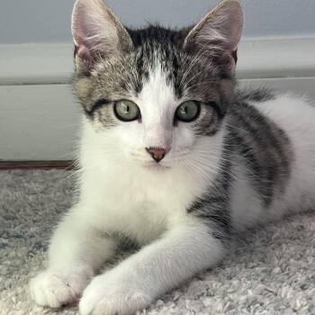 Rescue Domestic Short Hair Cats for Adoption in Leesburg, Virginia - Apricot (& Blackberry) | PetCurious