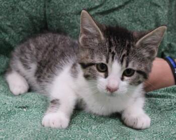Domestic Short Hair Cats Available for Adoption in Vacaville, California - Harriet | PetCurious