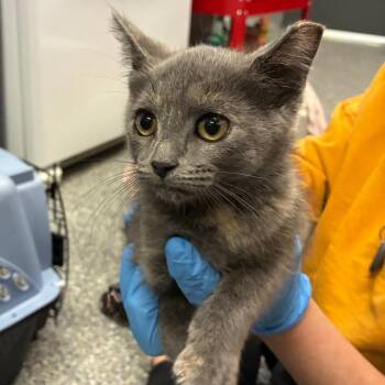 Janet -  Domestic Short Hair Cat for Adoption in Dearborn, Michigan - Janet | PetCurious
