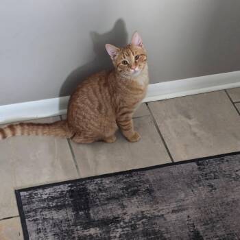 TOBY -  Domestic Short Hair Cat for Adoption in Hartville, Ohio - TOBY | PetCurious