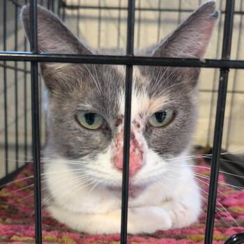 Fruit Loop -  Domestic Short Hair Cat for Adoption in Huntington, West Virginia - Fruit Loop | PetCurious