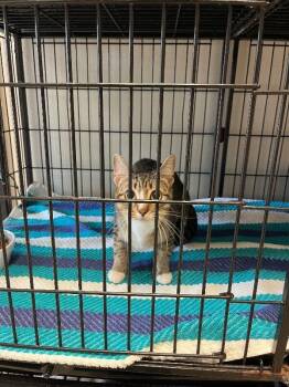 Domestic Short Hair Cats Available for Adoption - Bristol | PetCurious