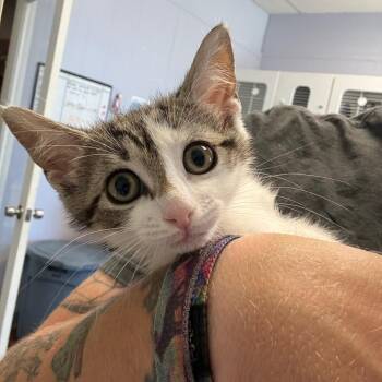 Domestic Short Hair Cats Available for Adoption in Port Richey, Florida - Rumi | PetCurious