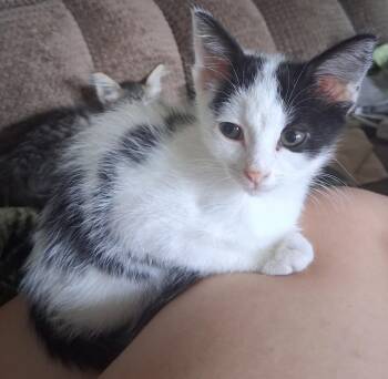 Zooble -  Domestic Short Hair Cat for Adoption in Darien, Georgia - Zooble | PetCurious