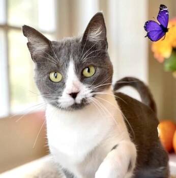 Sasha -  Domestic Short Hair Cat for Adoption in Perry, Iowa - Sasha | PetCurious