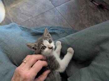 Rocket -  Domestic Short Hair Cat for Adoption in Tracy, California - Rocket | PetCurious