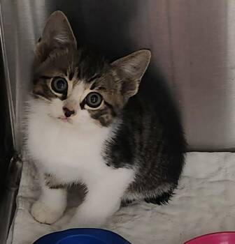 Wally -  Domestic Short Hair and American Bobtail Cat Available for Adoption in Republic, Missouri - Wally | PetCurious