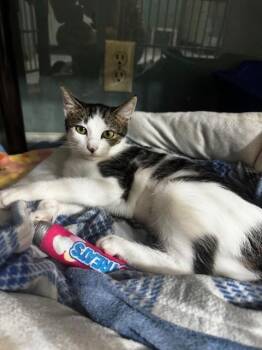 Pansy -  Domestic Short Hair Cat for Adoption in Hutchinson, Minnesota - Pansy | PetCurious