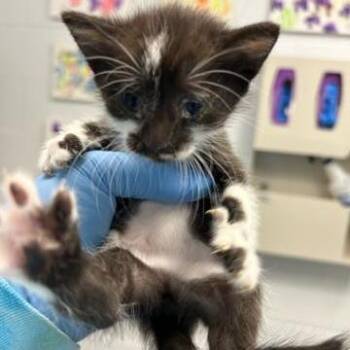 Moo -  Domestic Short Hair Cat Available for Adoption in West Palm Beach, Florida - Moo | PetCurious