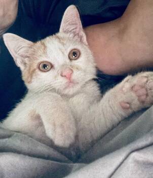 Rescue Domestic Short Hair Cats for Adoption - Pebbles | PetCurious