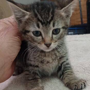 Ari -  Domestic Short Hair Cat for Adoption in Grand Rapids, Minnesota - Ari | PetCurious