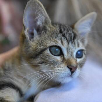 Rescue Domestic Short Hair Cats for Adoption in Redwood City, California - Monkey | PetCurious