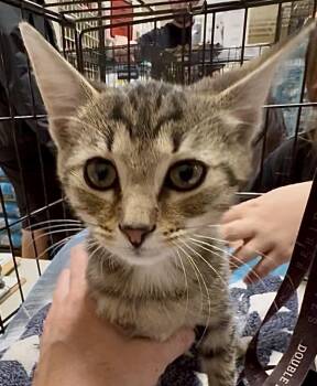 Rescue Domestic Short Hair Cats for Adoption in Powdersville, South Carolina - Cricket (GL) | PetCurious