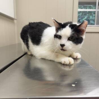 TUSC-Stray-85444_2_3 -  Domestic Short Hair Cat for Adoption in Tuscaloosa, Alabama - TUSC-Stray-85444_2_3 | PetCurious