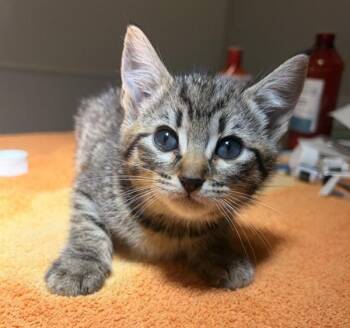 Dolly Parton -  Domestic Short Hair Cat for Adoption in Oakland, California - Dolly Parton | PetCurious