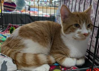 Domestic Short Hair Cats Available for Adoption - LEO | PetCurious