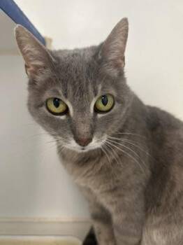 Luna -  Domestic Short Hair Cat for Adoption in Picayune, Mississippi - Luna | PetCurious