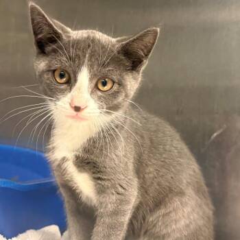 Crabcake -  Domestic Short Hair Cat for Adoption in East Hanover, New Jersey - Crabcake | PetCurious