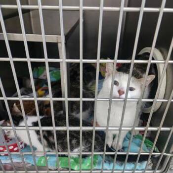 Jeanette -  Domestic Short Hair Cat for Adoption in Verona, Wisconsin - Jeanette | PetCurious