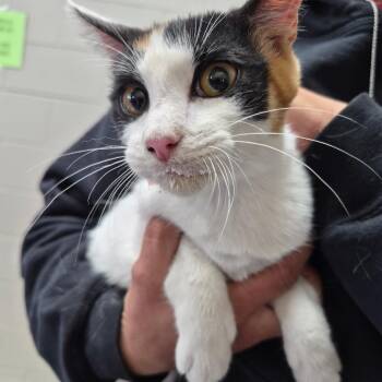 Domestic Short Hair Cats Available for Adoption - Phantom | PetCurious