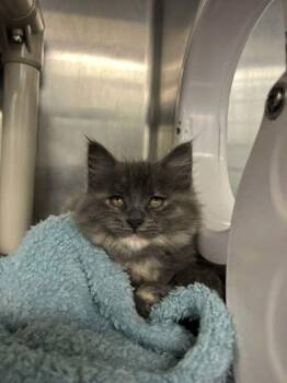 Domestic Short Hair Cats Available for Adoption in Munster, Indiana - Tangerine | PetCurious