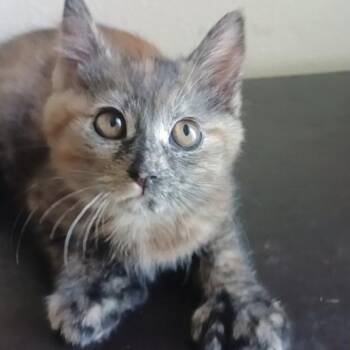 Extra Toes Cat Hemingway Polydactyl Cats Available for Adoption in Pasco, Washington - Chili | PetCurious