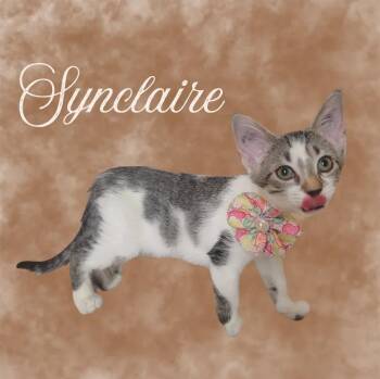 Synclaire -  Domestic Short Hair Cat for Adoption in Mountain Home, Arkansas - Synclaire | PetCurious