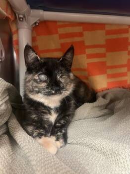 Miel (Maman 2) -  Domestic Short Hair Cat for Adoption in Montreal, Quebec - Miel (Maman 2) | PetCurious