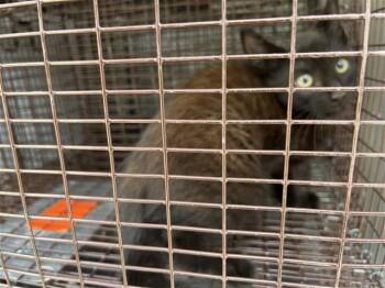 A656979 -  Domestic Short Hair Cat for Adoption in Houston, Texas - A656979 | PetCurious