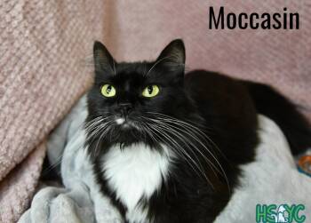 Moccasin -  Domestic Short Hair Cat for Adoption in Fort Mill, South Carolina - Moccasin | PetCurious