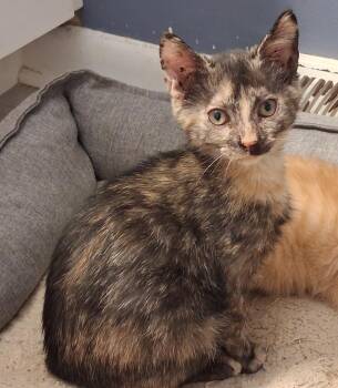 Brandy -  Domestic Short Hair Cat for Adoption in Greensboro, North Carolina - Brandy | PetCurious
