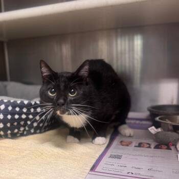 Domestic Short Hair Cats Available for Adoption in Starkville, Mississippi - Rock | PetCurious